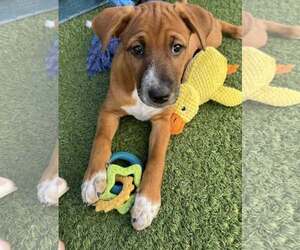 Basenji-Unknown Mix Dogs for adoption in Cave Creek, AZ, USA