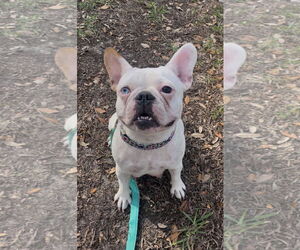 French Bulldog Dogs for adoption in Orlando, FL, USA