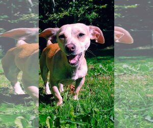 Chihuahua-Shiba Inu Mix Dogs for adoption in Arlington, WA, USA