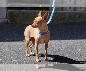 Chihuahua Dogs for adoption in Jamestown, CA, USA