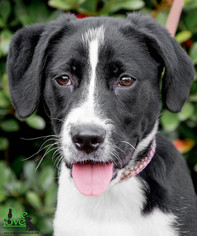 Lab-Pointer Dogs for adoption in savannah, GA, USA