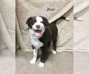 Border Collie Dogs for adoption in Chester, IL, USA