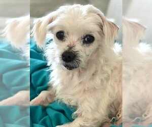 Maltese Dogs for adoption in Gulfport, MI, USA