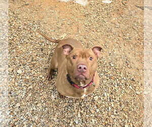 Medium Photo #5 American Pit Bull Terrier-Unknown Mix Puppy For Sale in Franklin, North Carolina, NC, USA