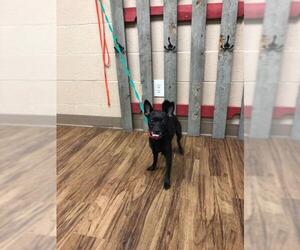 Chiranian Dogs for adoption in Newcastle, OK, USA