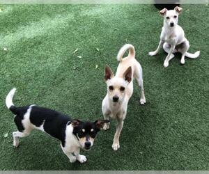 Rat-Cha Dogs for adoption in Acworth, GA, USA