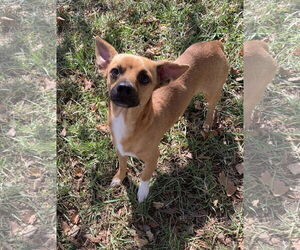 Chihuahua-Unknown Mix Dogs for adoption in Holly Springs, NC, USA
