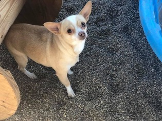 Chihuahua Dogs for adoption in Phoenix , AZ, USA