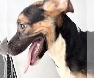 Beagle Dogs for adoption in Houston, TX, USA