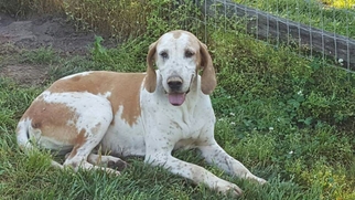English Foxhound-Unknown Mix Dogs for adoption in Bealeton, VA, USA