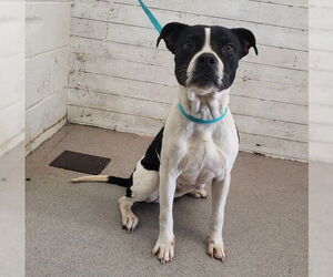 American Pit Bull Terrier Dogs for adoption in San Bernardino, CA, USA