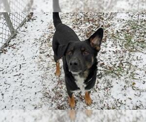 Sheprador Dogs for adoption in Decatur, IL, USA