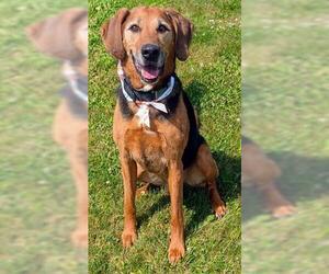 Black and Tan Coonhound Dogs for adoption in Akron, OH, USA