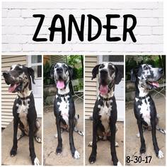 Great Dane Dogs for adoption in Diana, TX, USA