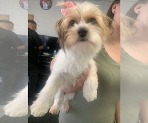 Maltese-Unknown Mix Dogs for adoption in Santa Clarita, CA, USA