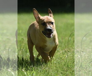 Shepradors Dogs for adoption in Mechanicsburg, PA, USA