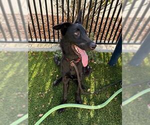 German Shepherd Dog-Unknown Mix Dogs for adoption in Baytown, TX, USA