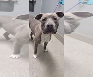 American Pit Bull Terrier-Unknown Mix Dogs for adoption in Las Vegas, NV, USA