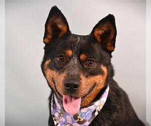 Miniature Pinscher-Unknown Mix Dogs for adoption in Fort Collins, CO, USA