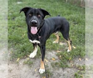 German Shepherd Dog-Unknown Mix Dogs for adoption in Modesto, CA, USA