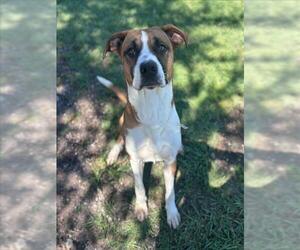 Boxer-Unknown Mix Dogs for adoption in Conroe, TX, USA