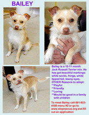 Cairn Terrier-Unknown Mix Dogs for adoption in Tehachapi, CA, USA