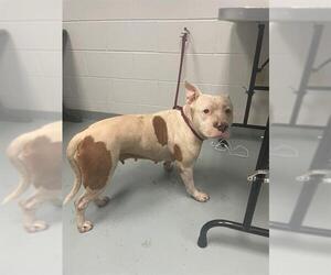American Pit Bull Terrier Dogs for adoption in St. Cloud, FL, USA