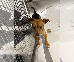 Jack Russell Terrier-Unknown Mix Dogs for adoption in Studio City, CA, USA