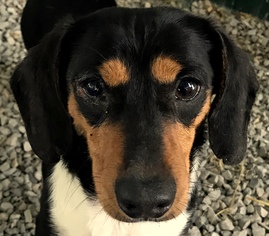 Dachshund Dogs for adoption in Sparta, TN, USA