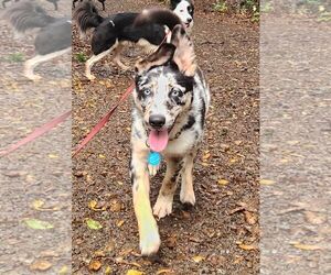 Border Collie Dogs for adoption in Paso Robles, CA, USA