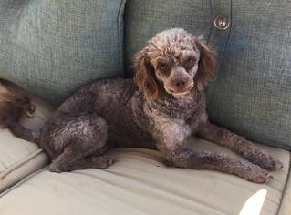 Poodle (Miniature)-Unknown Mix Dogs for adoption in Lindale , TX, USA