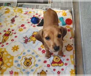 Mutt Dogs for adoption in Raleigh, NC, USA