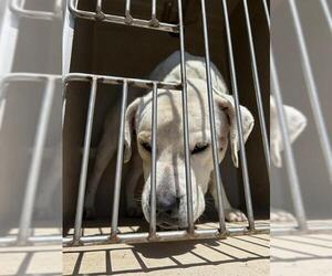 American Bulldog-Unknown Mix Dogs for adoption in Oklahoma City, OK, USA