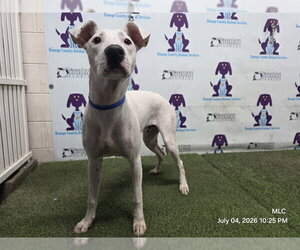 Mutt Dogs for adoption in Orlando, FL, USA