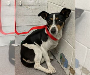 Chihuahua-Unknown Mix Dogs for adoption in San Bernardino, CA, USA