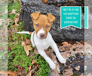 Mutt Dogs for adoption in Boston, MA, USA
