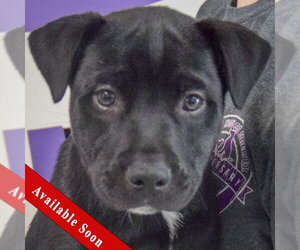 American Staffordshire Terrier-Unknown Mix Dogs for adoption in Huntley, IL, USA