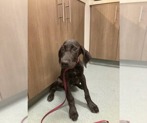 Labrador Retriever-Unknown Mix Dogs for adoption in Baytown, TX, USA