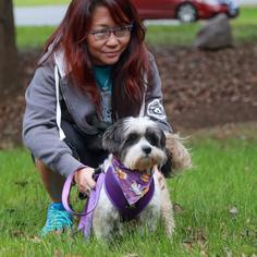 Shih Tzu Dogs for adoption in Arlington, VA, USA