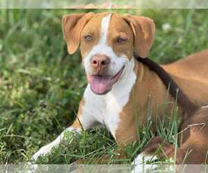 German Shorthaired Pointer-Unknown Mix Dogs for adoption in MIDWAY, UT, USA