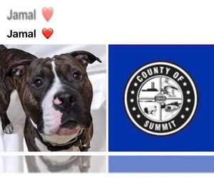 American Staffordshire Terrier-Unknown Mix Dogs for adoption in Akron, OH, USA