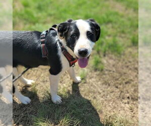 Mutt Dogs for adoption in Vail, AZ, USA