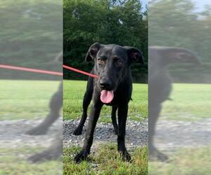 Lab-Pointer Dogs for adoption in Fredericksburg, VA, USA
