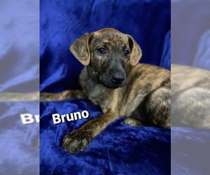 Mutt Dogs for adoption in Newark, DE, USA