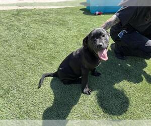 Mastiff Dogs for adoption in Corona, CA, USA