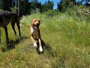 American Staffordshire Terrier-Unknown Mix Dogs for adoption in Oakville, WA, USA