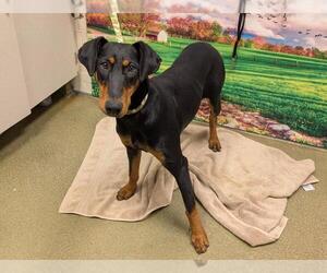 Doberman Pinscher-Unknown Mix Dogs for adoption in Moreno Valley, CA, USA