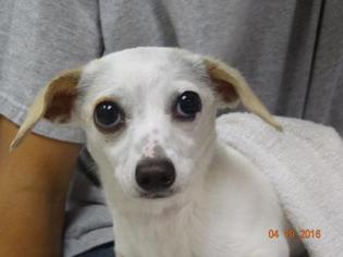 Chiweenie Dogs for adoption in Gulfport, MS, USA