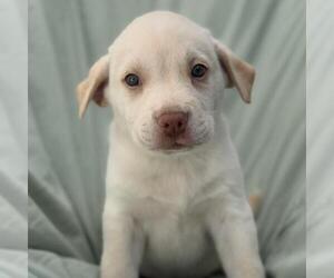 Labrador Retriever-Unknown Mix Dogs for adoption in San Diego, CA, USA