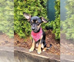 Dachshund-Unknown Mix Dogs for adoption in Portland, OR, USA